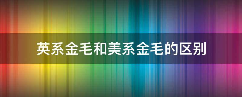 英系金毛和美系金毛的区别 英系与美系金毛的区别