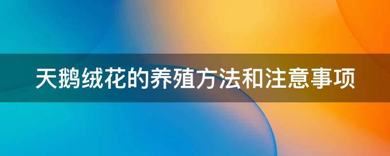 天鹅绒花的养殖方法和注意事项 天鹅绒浇水的正确方法视频