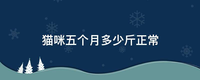 猫咪五个月多少斤正常 猫咪5个月多少斤
