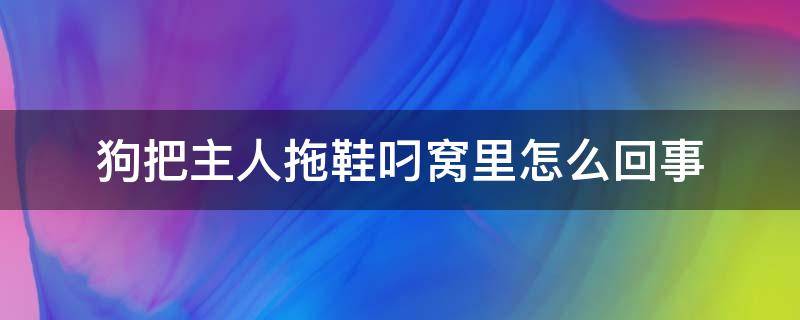 狗把主人拖鞋叼窝里怎么回事 狗狗把拖鞋叼走