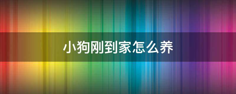 小狗刚到家怎么养 小狗刚到新家怎么照顾