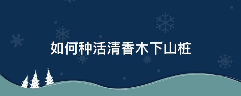 如何种活清香木下山桩（清香木下山桩栽培技巧）