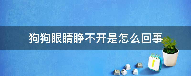 狗狗眼睛睁不开是怎么回事（狗狗眼睛睁不开是怎么回事,老揉眼睛怎么办）