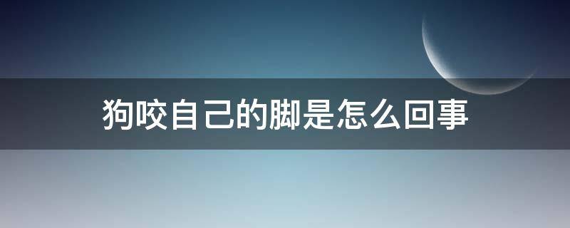 狗咬自己的脚是怎么回事（狗咬自己的脚是怎么回事狗狗总是咬伤自己的脚）