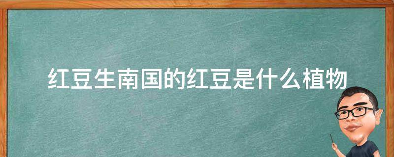 红豆生南国的红豆是什么植物 红豆生南国中的红豆是什么植物