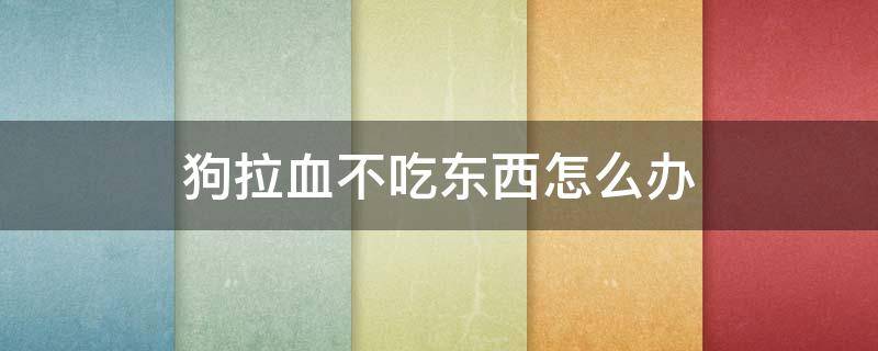 狗拉血不吃东西怎么办 狗拉血然后不吃东西了怎么办