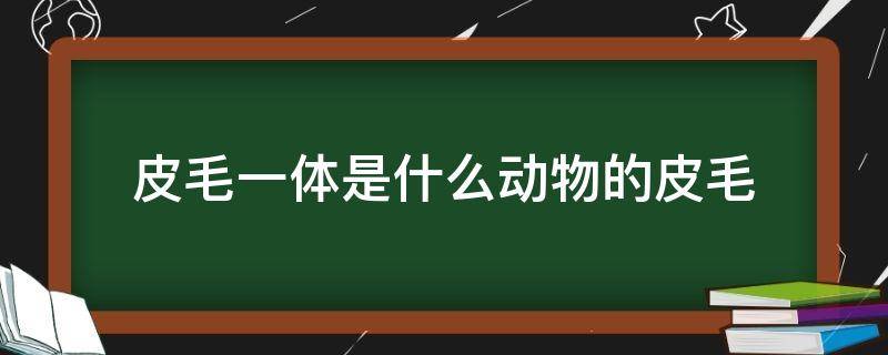 皮毛一体是什么动物的皮毛 皮毛一体皮衣是什么动物的毛