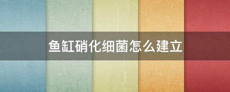 鱼缸硝化细菌怎么建立 鱼缸硝化细菌怎么建立19个步骤