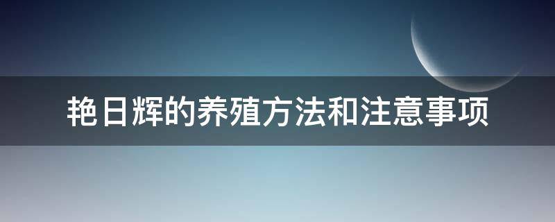 艳日辉的养殖方法和注意事项 怎样养艳日辉