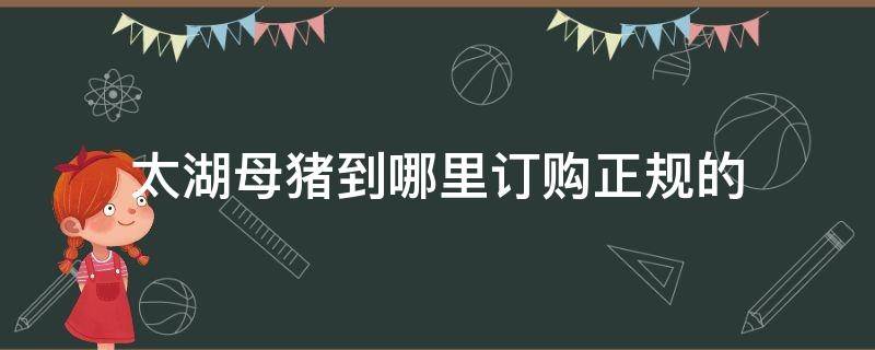 太湖母猪到哪里订购正规的（江苏太湖母猪到哪里订购正规的）