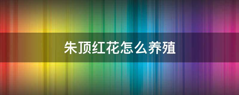 朱顶红花怎么养殖 朱顶红 怎么养