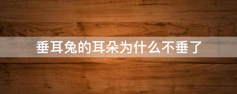 垂耳兔的耳朵为什么不垂了（垂耳兔为什么一个耳朵垂一个耳朵不垂）