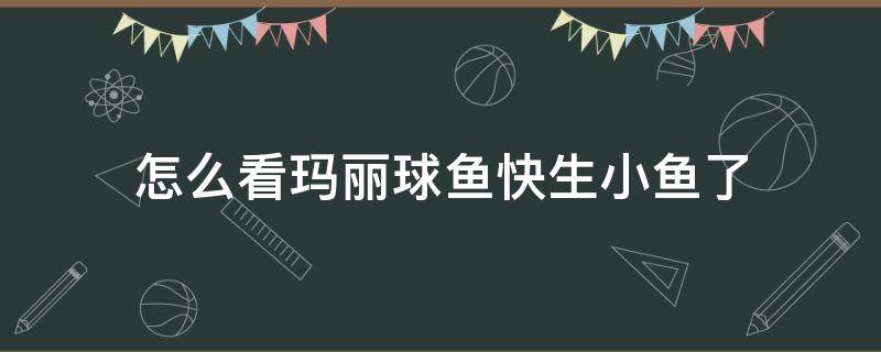 怎么看玛丽球鱼快生小鱼了（如何看玛丽球鱼是不是生小鱼）