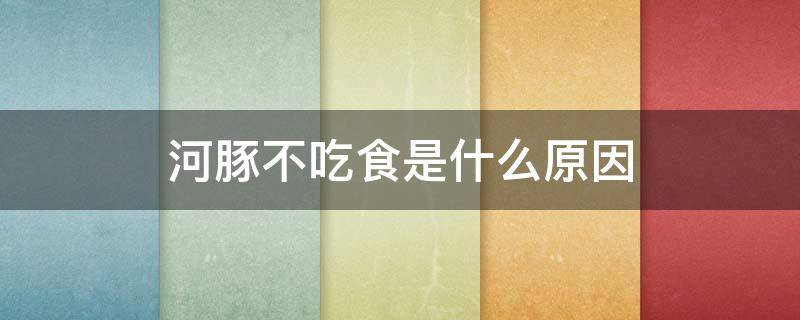 河豚不吃食是什么原因（河豚突然不吃东西是什么原因）