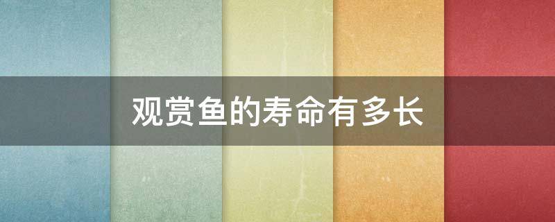 观赏鱼的寿命有多长（观赏鱼的寿命有多长时间）