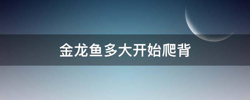 金龙鱼多大开始爬背 金龙鱼怎么养爬背快