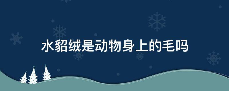 水貂绒是动物身上的毛吗 水貂毛是动物毛吗