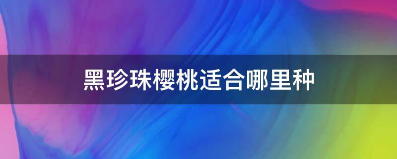 黑珍珠樱桃适合哪里种 黑珍珠小樱桃品种