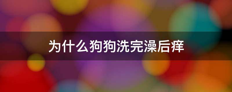 为什么狗狗洗完澡后痒 狗狗为什么刚洗完澡,身上还是痒呢?