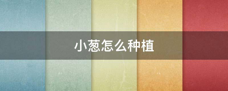 小葱怎么种植（小葱怎么种植方法最好）