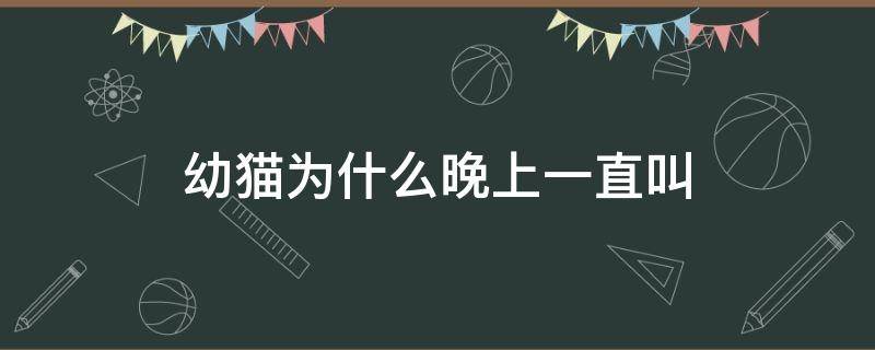 幼猫为什么晚上一直叫 幼猫为啥晚上一直叫