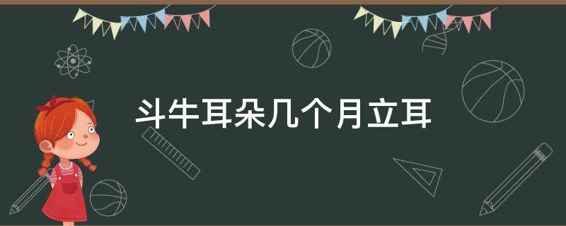 斗牛耳朵几个月立耳 法斗几个月立耳