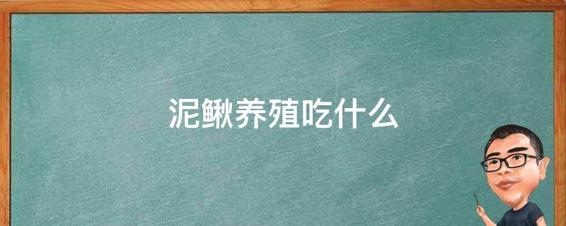 泥鳅养殖吃什么 养泥鳅吃啥