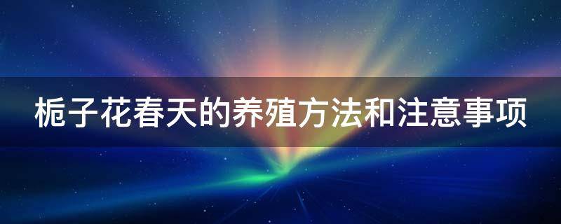 栀子花春天的养殖方法和注意事项 栀子花春天的养殖方法和注意事项视频