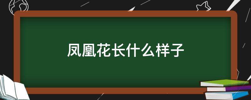 凤凰花长什么样子 凤凰花长什么样子给我看看