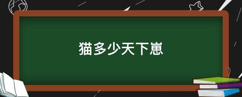 猫多少天下崽 猫多少天下崽怎么计算