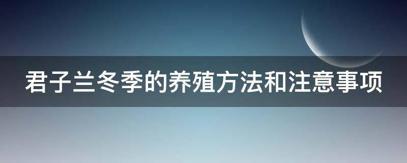 君子兰冬季的养殖方法和注意事项（君子兰冬季的养殖方法和注意事项有哪些）