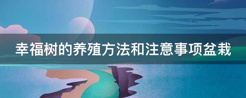 幸福树的养殖方法和注意事项盆栽 幸福树的养殖方法和注意事项盆栽视频