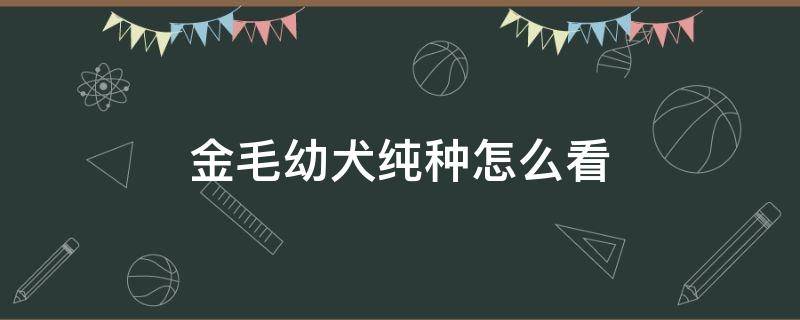 金毛幼犬纯种怎么看 纯种的金毛幼犬怎么看