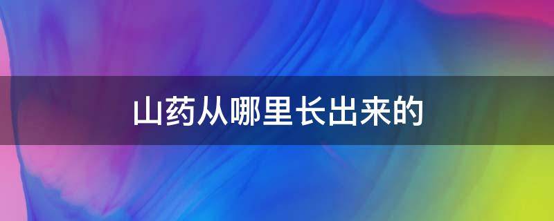 山药从哪里长出来的 山药怎么长出来