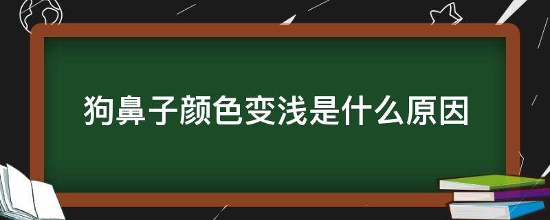 狗鼻子颜色变浅是什么原因 狗狗的鼻子为什么颜色变浅