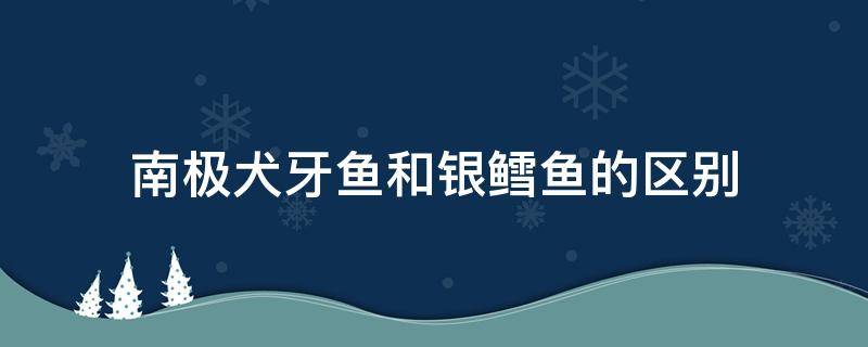 南极犬牙鱼和银鳕鱼的区别 南极犬牙鱼是银鳕鱼吗