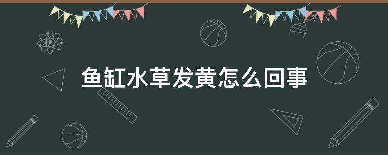 鱼缸水草发黄怎么回事 鱼缸水草发黄什么原因