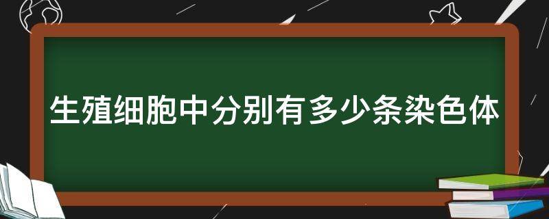 生殖细胞中分别有多少条染色体 生殖细胞里有多少条染色体