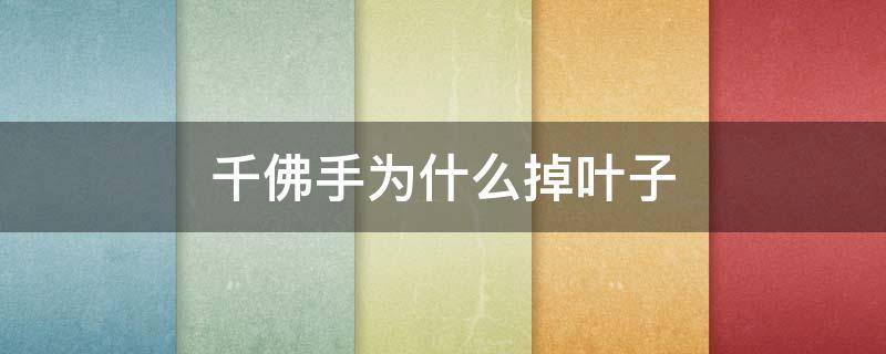 千佛手为什么掉叶子 千佛手烂根掉叶怎么办