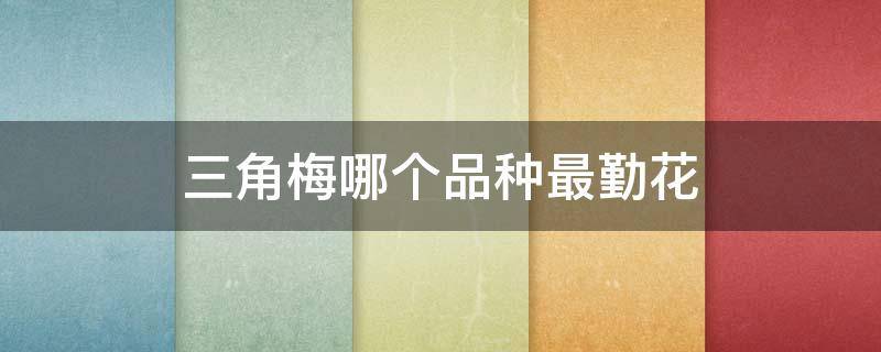 三角梅哪个品种最勤花 三角梅最勤花的品种