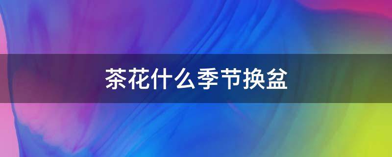 茶花什么季节换盆 茶花几月份换盆合适