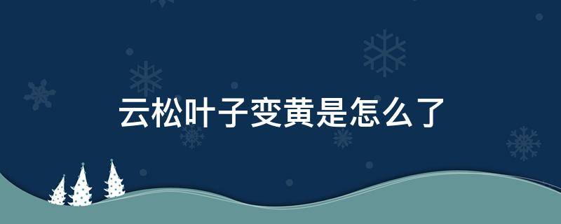 云松叶子变黄是怎么了（云松黄叶怎么回事）