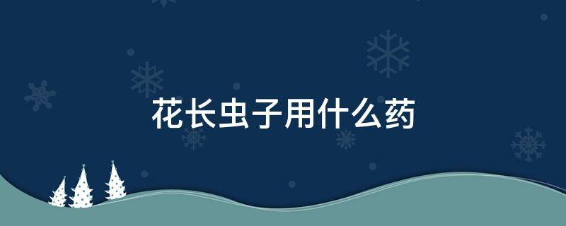 花长虫子用什么药 长寿花长虫子用什么药
