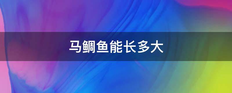 马鲷鱼能长多大（马鲷最大多长）