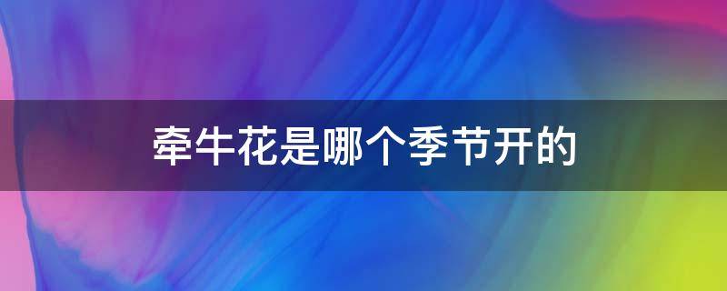 牵牛花是哪个季节开的 牵牛花是在哪个季节开的