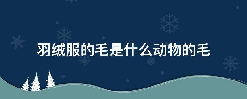 羽绒服的毛是什么动物的毛（羽绒是哪个动物的毛）