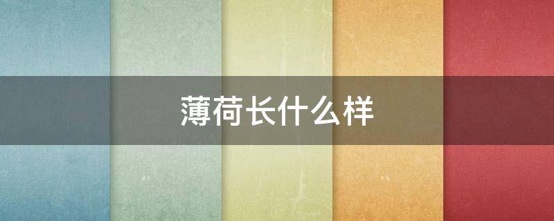 薄荷长什么样 薄荷长什么样子图片
