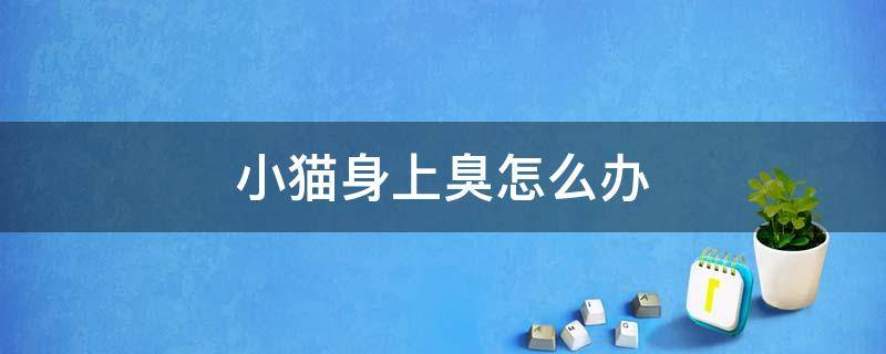 小猫身上臭怎么办 小猫身上总是很臭怎么办