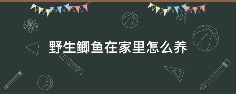 野生鲫鱼在家里怎么养 鲫鱼如何在家里养