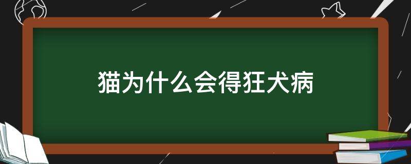 猫为什么会得狂犬病 猫为什么会得狂犬病毒